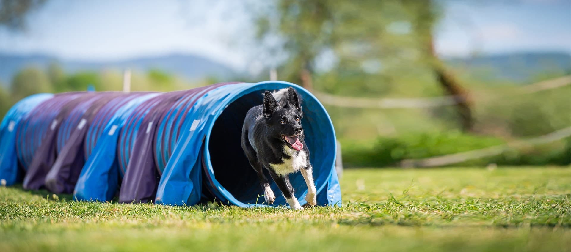 dogoteka slider