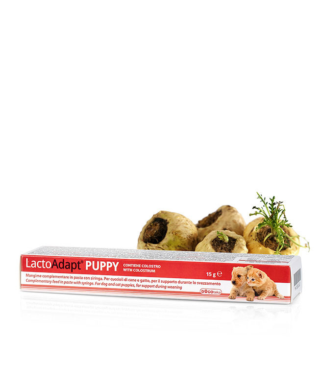 1789464383PUPPY.jpg